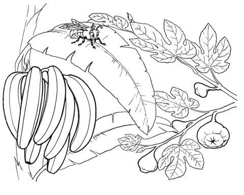 Bunch Of Bananas On A 'Banana' Tree Coloring Page